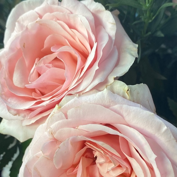 Meet your Posher, J - Picture 1 of 1